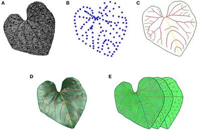 A Leaf Modeling and Multi-Scale Remeshing Method for Visual Computation via Hierarchical Parametric Vein and Margin Representation